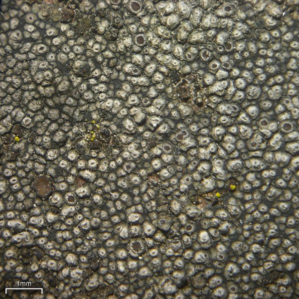 Bellemerea cinereorufescens