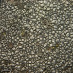Bellemerea cinereorufescens