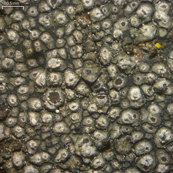Bellemerea cinereorufescens