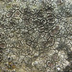 Bellemerea sanguinea
