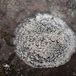 Bellemerea subsorediza