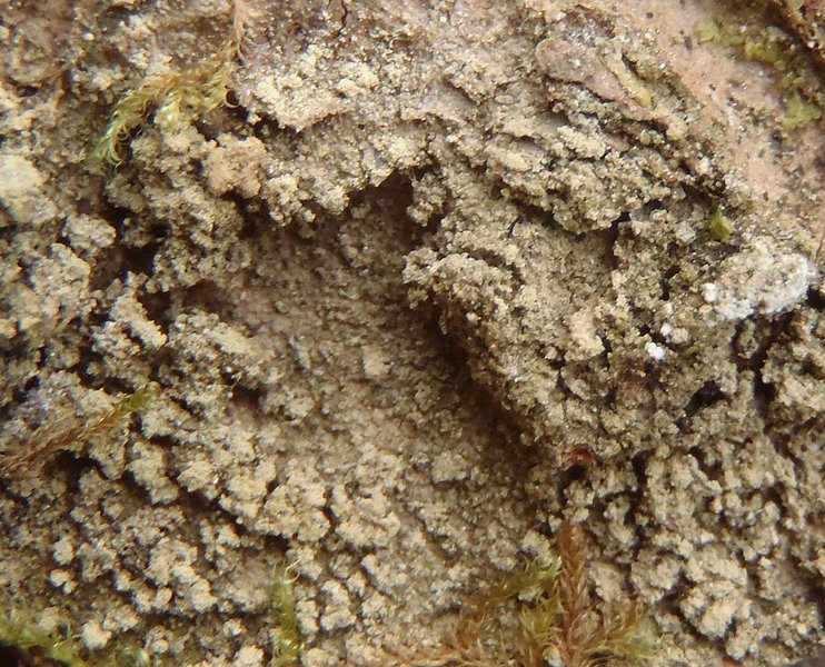 Biatora chrysanthoides
