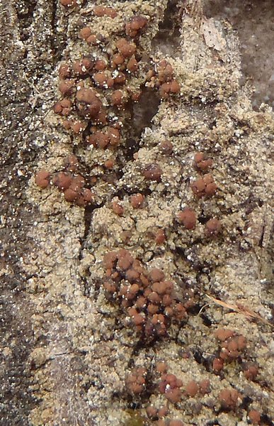 Biatora fallax