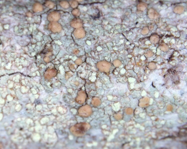 Biatora flavopunctata