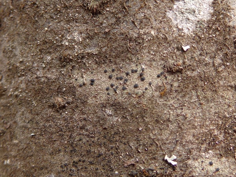 Biatora hypophaea