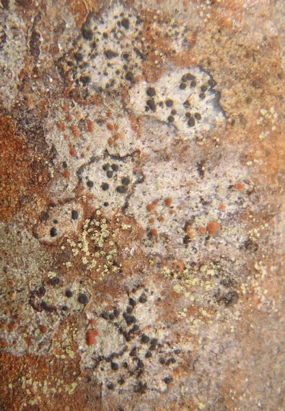 Biatora hypophaea