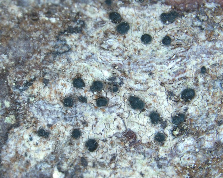 Biatora hypophaea