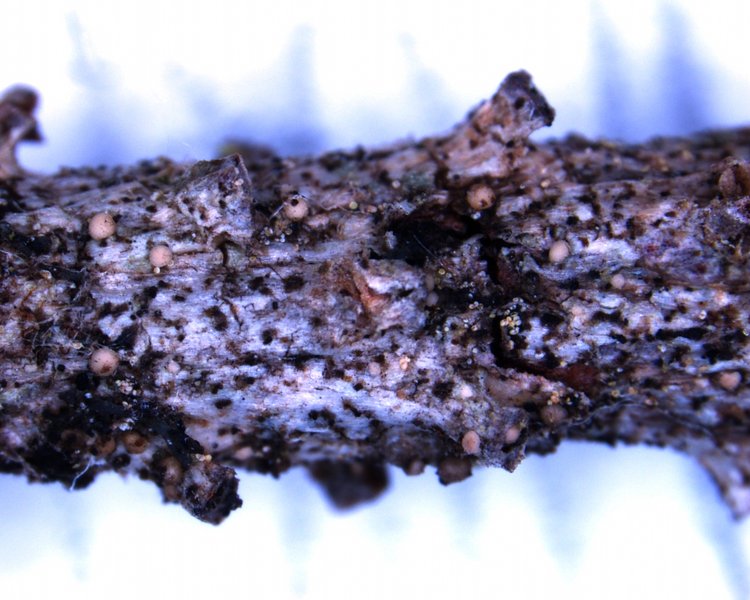Biatora meiocarpa var. tacomensis
