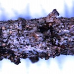 Biatora meiocarpa var. tacomensis