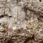 Biatora oligocarpa
