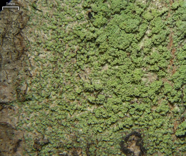Biatora pontica