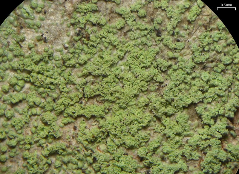Biatora pontica
