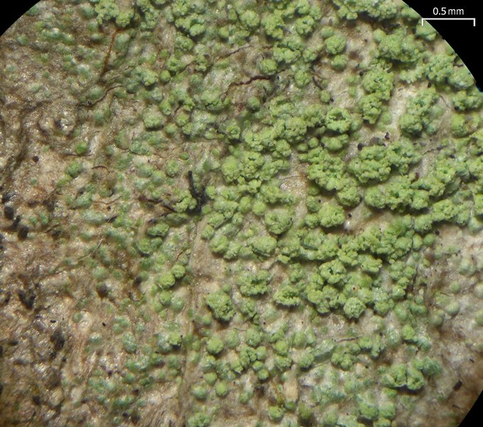 Biatora pontica