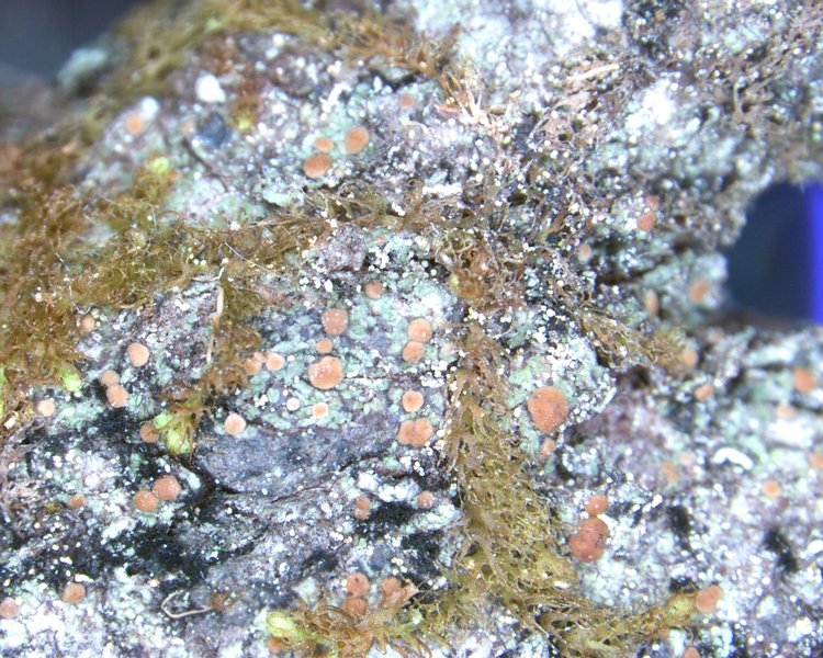 Biatora rufidula