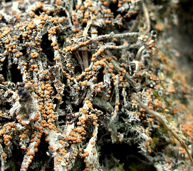 Biatora subduplex