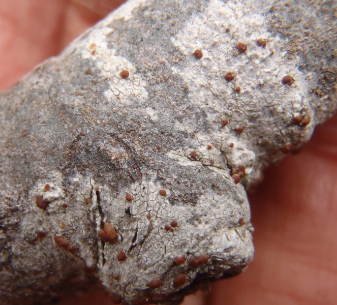 Biatora toensbergii