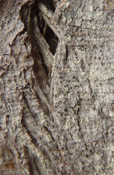 Lecidea turgidula