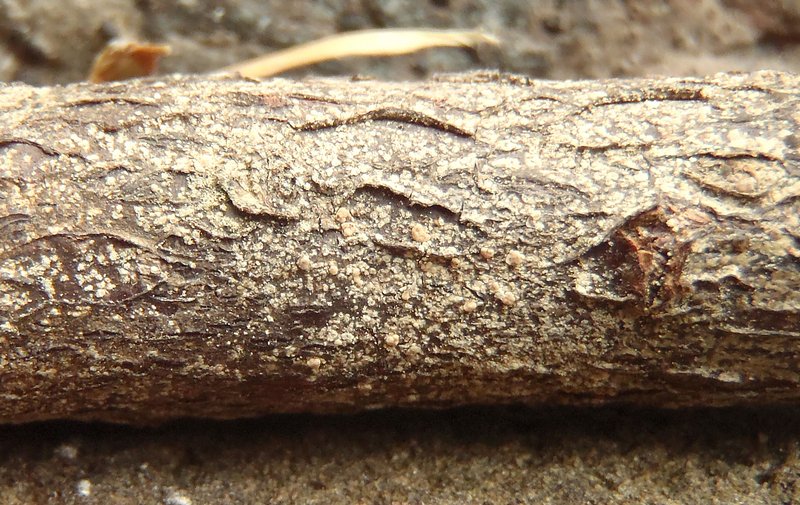 Biatora vacciniicola