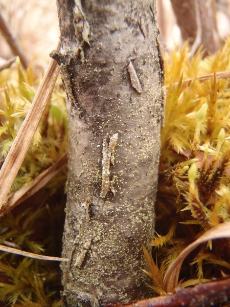Biatora vacciniicola