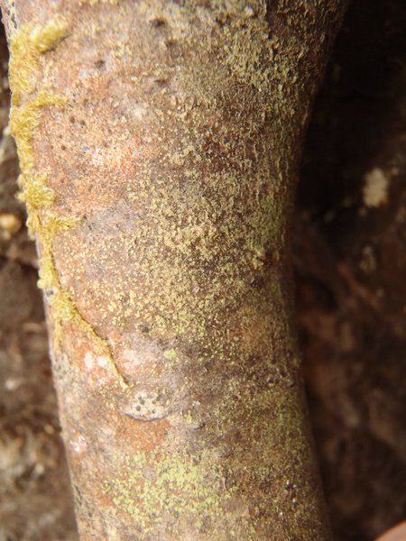Biatora vacciniicola