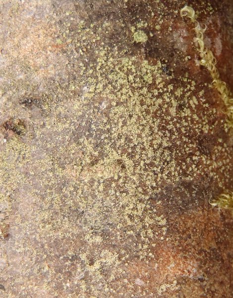 Biatora vacciniicola