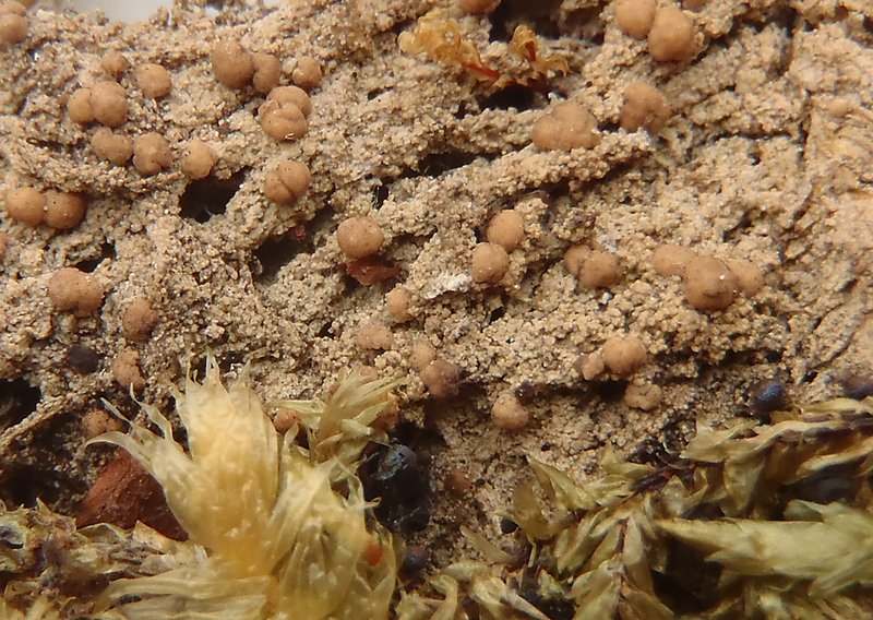 Biatora vernalis