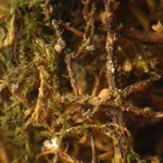 Biatoridium monasteriense