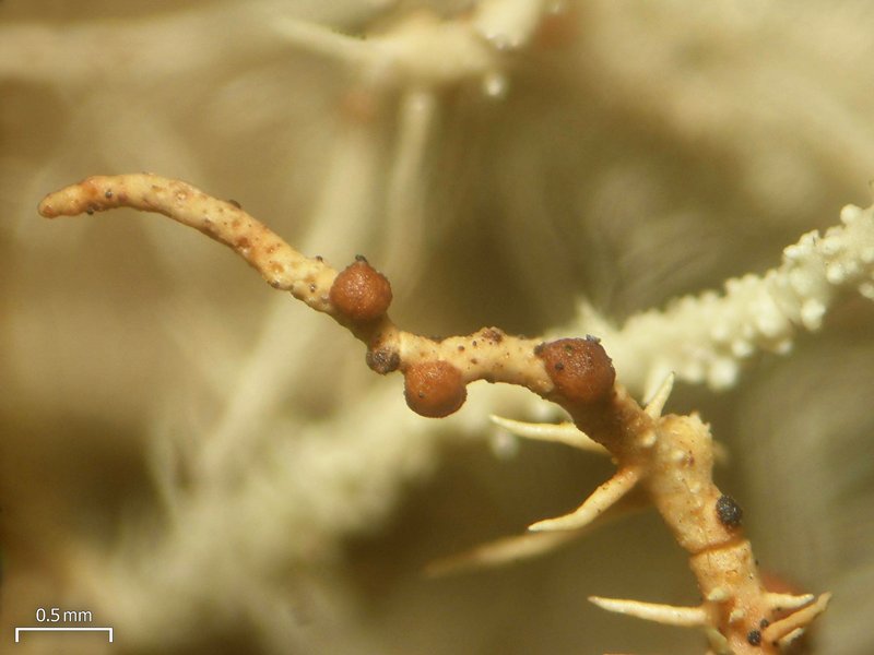 Biatoropsis usnearum