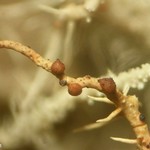 Biatoropsis usnearum
