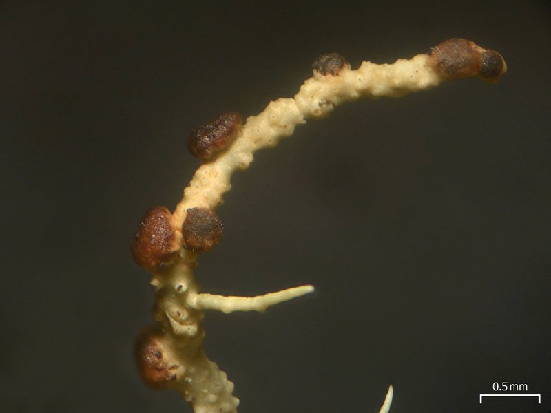 Biatoropsis usnearum