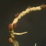 Biatoropsis usnearum