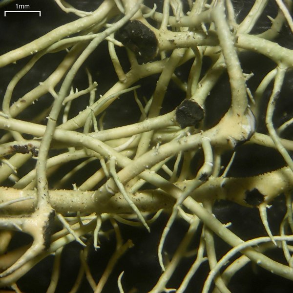 Biatoropsis usnearum