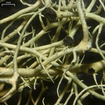 Biatoropsis usnearum