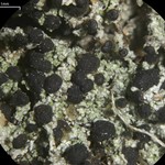 Bilimbia sabuletorum