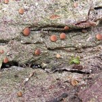 Bilimbia sabuletorum