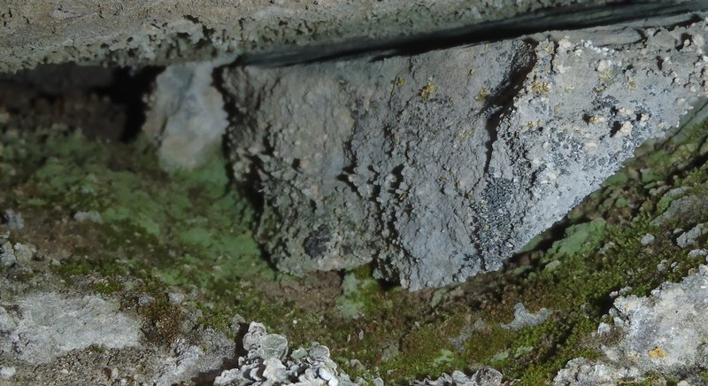 Botryolepraria lesdainii