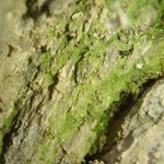 Botryolepraria lesdainii