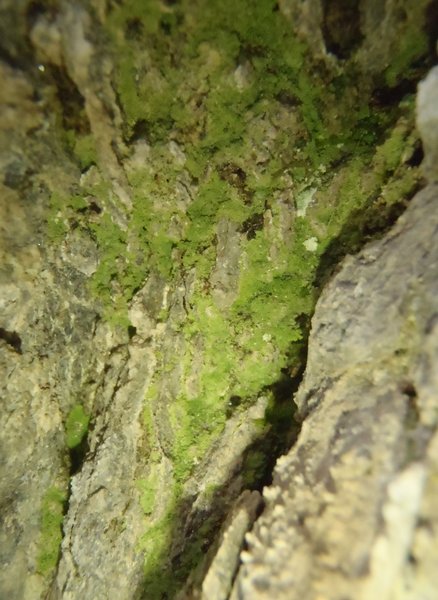 Botryolepraria lesdainii