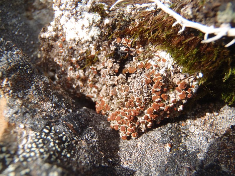 Brigantiaea leucoxantha