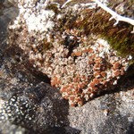 Brigantiaea leucoxantha