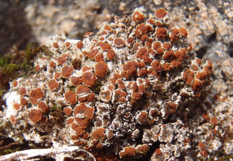 Brigantiaea leucoxantha