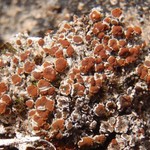 Brigantiaea leucoxantha