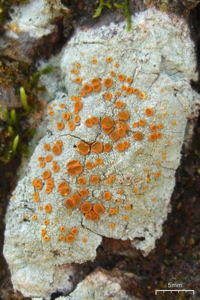 Brigantiaea leucoxantha