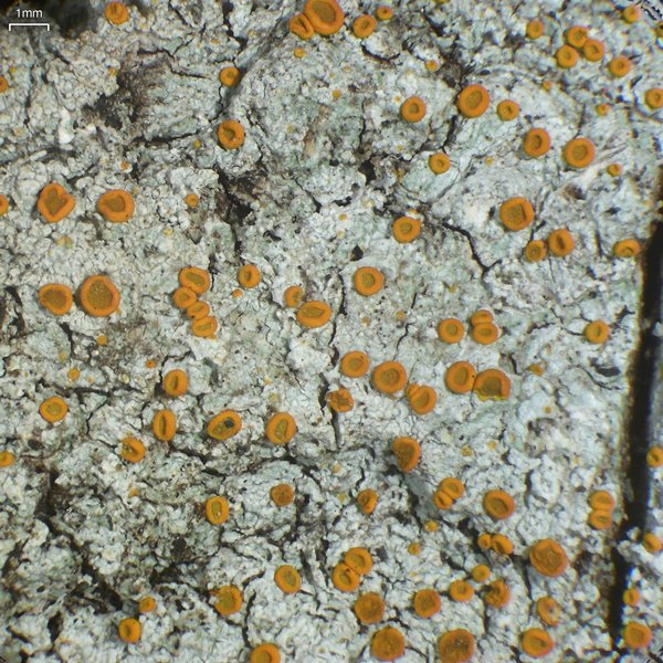 Brigantiaea leucoxantha