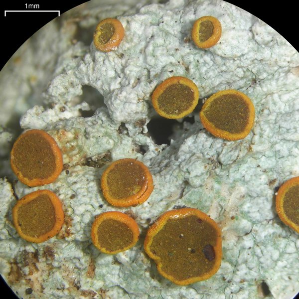Brigantiaea leucoxantha