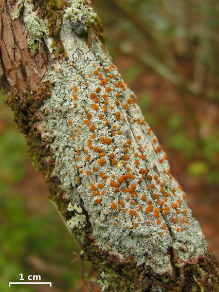 Brigantiaea leucoxantha