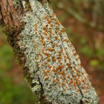 Brigantiaea leucoxantha