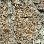 Brigantiaea leucoxantha