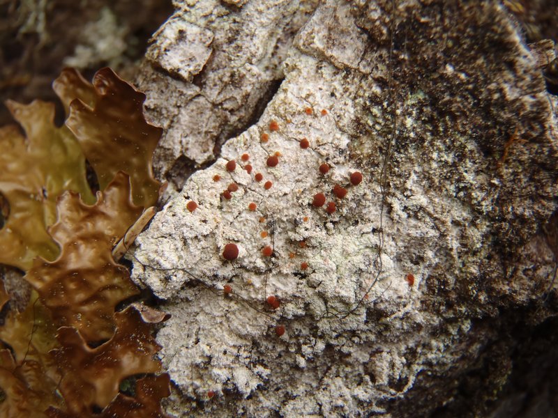 Brigantiaea praetermissa