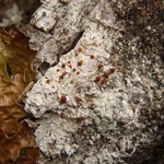 Brigantiaea praetermissa